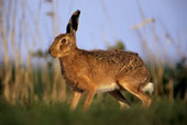 W02-Hare