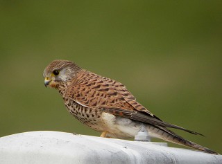 W18-Kestrel Female