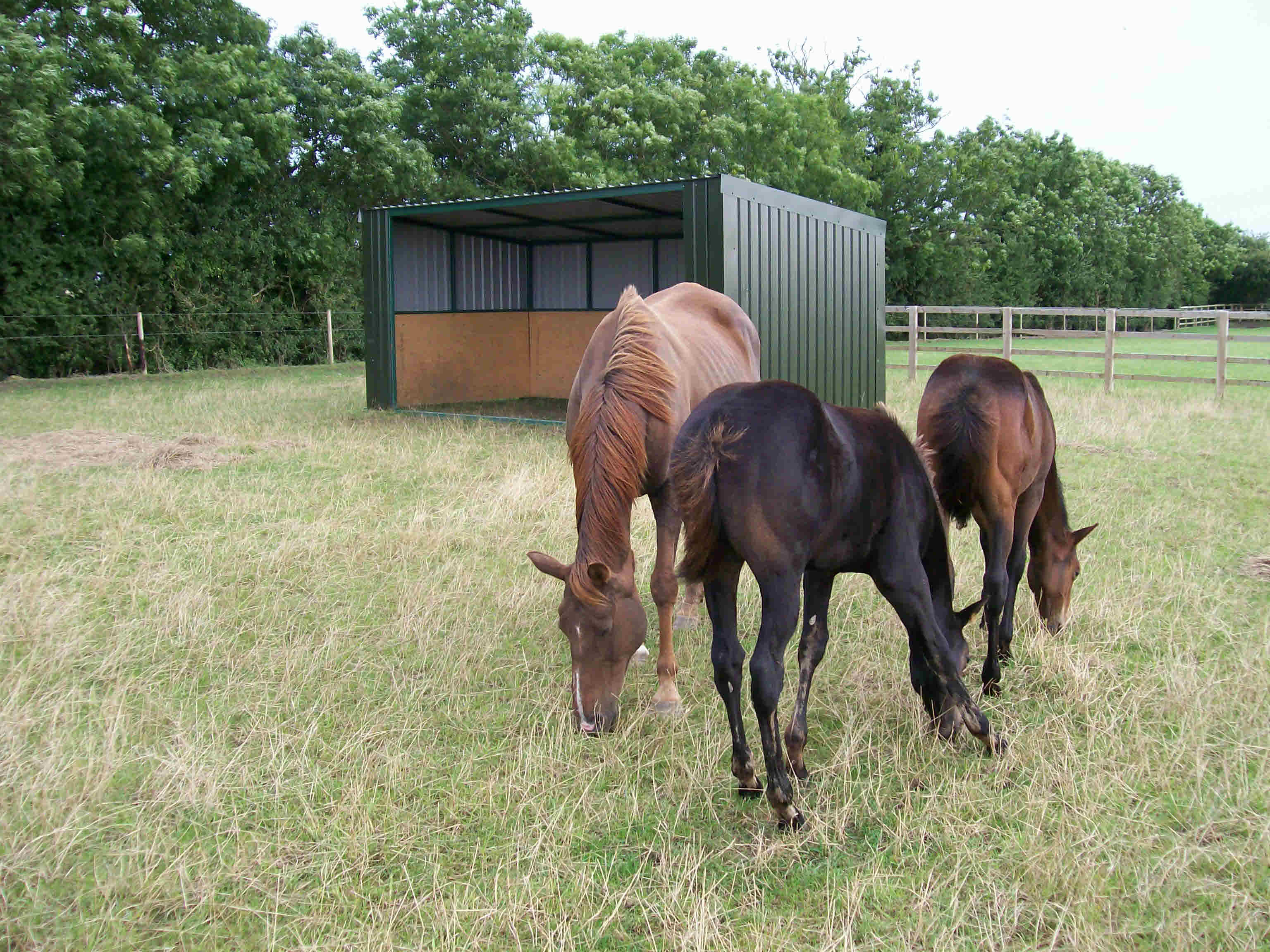 20ft Horses 2
