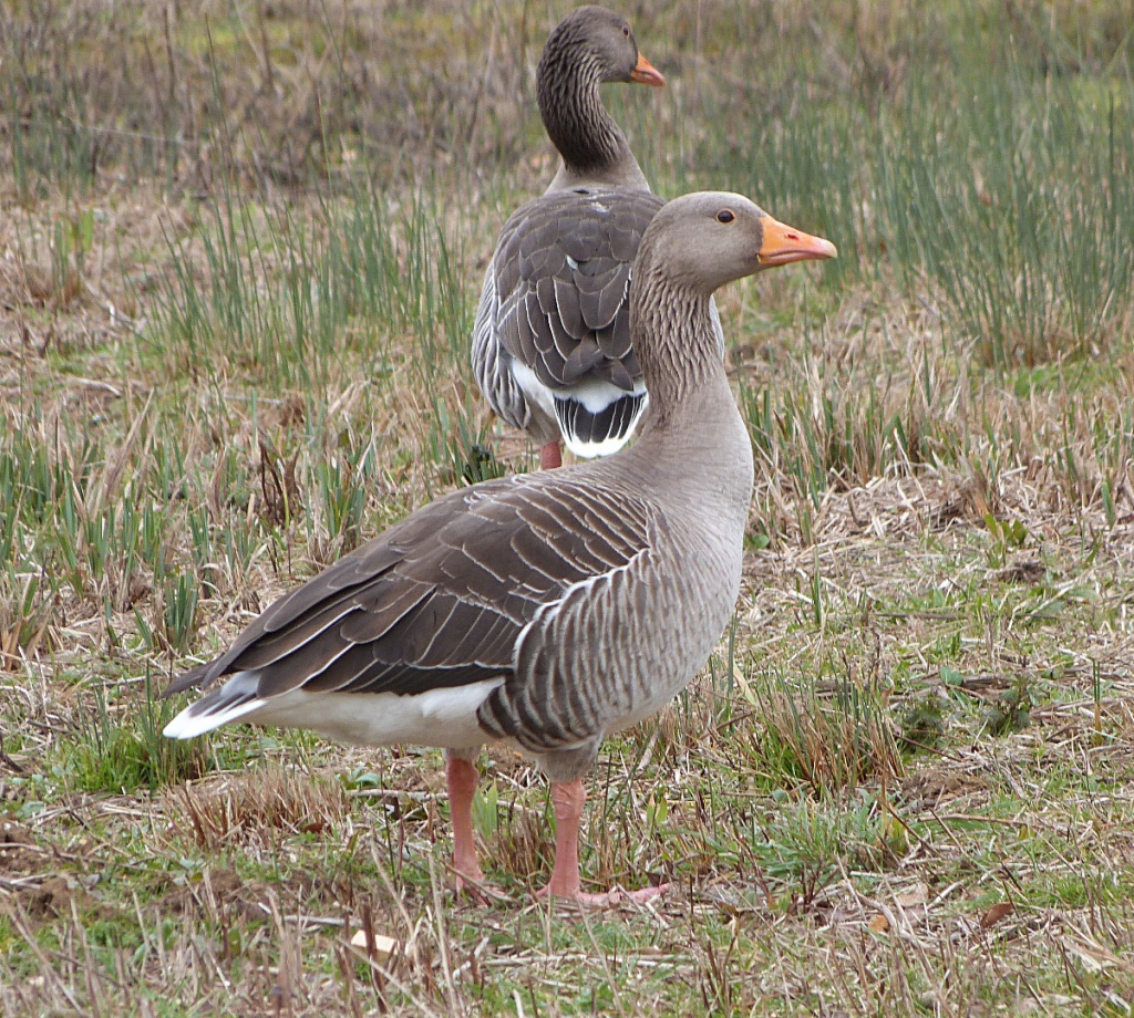 grey lag