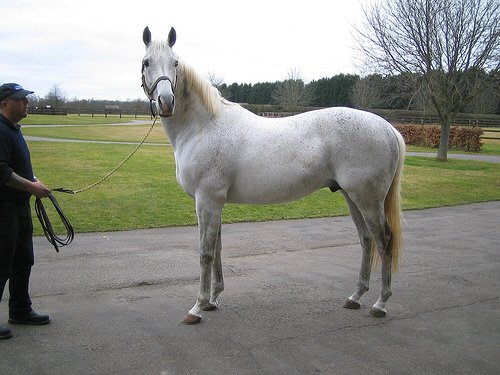 Silver Patriarch