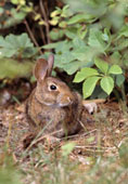 W01-Rabbit