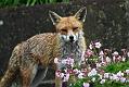 W03-Fox