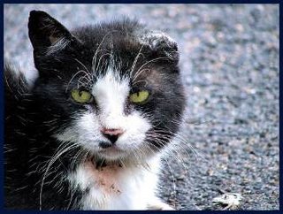 W04-Feral Cat