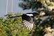 W06-Magpie