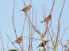 W09-Sparrows