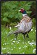 W11-Pheasant