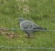 W13-Stock Dove