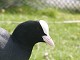 W15-Coot