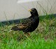 W19-Starling