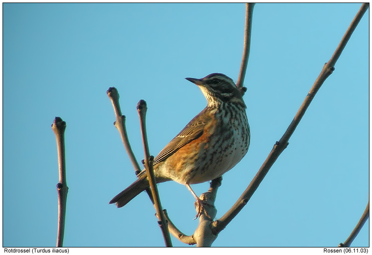 W25-Redwing