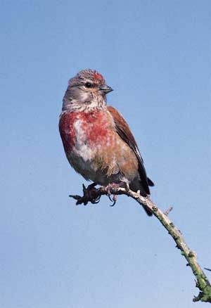 W34 Linnet