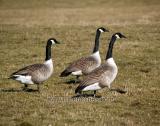 W36-Canada Goose